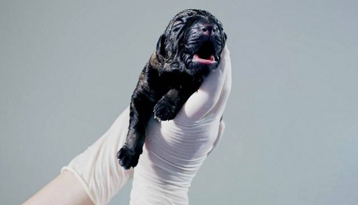 Image of Cloned Dog Puppy by Akseli Valmunen