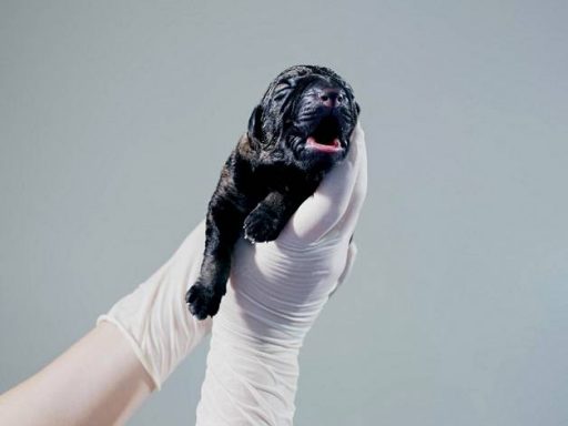 Image of Cloned Dog Puppy by Akseli Valmunen