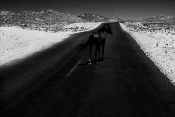 A black horse walks along a highway surrounded by desert, the horse almost completely blends into the black road