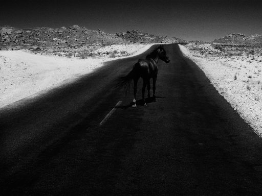 A black horse walks along a highway surrounded by desert, the horse almost completely blends into the black road